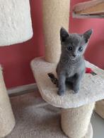 Blauw rus kittens, Dieren en Toebehoren, Kater, Gechipt