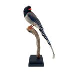 Prachtige opgezette roodsnavel kitta te koop!!!, Verzamelen, Dierenverzamelingen, Ophalen of Verzenden, Nieuw, Vogel, Opgezet dier