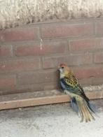 Zondagmiddag diverse vogels te koop, Meerdere dieren, Parkiet