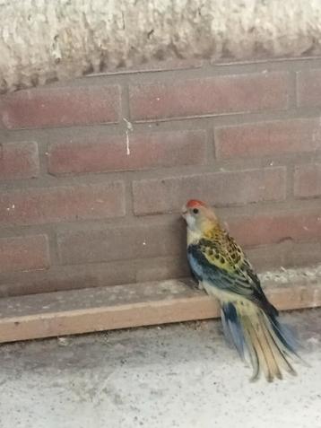 Zondagmiddag diverse vogels te koop  beschikbaar voor biedingen