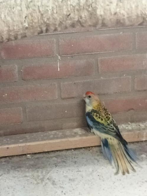 Zondagmiddag diverse vogels te koop, Dieren en Toebehoren, Vogels | Parkieten en Papegaaien, Parkiet, Meerdere dieren