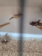 Bicheno.s, Meerdere dieren