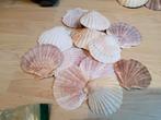 Hobbyschelpen, Ophalen, Zo goed als nieuw, Glas of Kopje