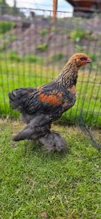 Brahma hanen zoeken een nieuw thuis, Dieren en Toebehoren, Pluimvee, Mannelijk, Kip