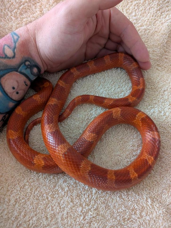 Paar Korenslangen - Rattenslang - Hypo Bloodred Pied