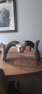 Mouflon schedel met hoorns, Ophalen of Verzenden