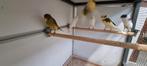 Yorkshire Kanaries, Dieren en Toebehoren, Vogels | Kanaries, Meerdere dieren, Postuurkanarie