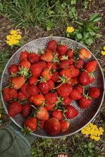 Uit de biologische moestuin: Jonge aardbeienplanten., Ophalen of Verzenden, Minder dan 100 cm, Overige soorten, Zomer