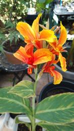 Canna Lucifer, Tuin en Terras, Planten | Tuinplanten, Vaste plant, Halfschaduw, Zomer, Ophalen
