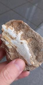 Mosasaurus kaakje uit Marokko dinosaurus fossiel, Verzamelen, Mineralen en Fossielen, Ophalen of Verzenden, Fossiel