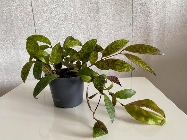 Aeschynanthus Marmoratus, hangplant. Foto #2- Moederplant., Huis en Inrichting, Kamerplanten, Minder dan 100 cm, Groene kamerplant