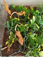 Wimpergekko’s 5x gekko 1x man 4x vrouw, Dieren en Toebehoren, Reptielen en Amfibieën | Toebehoren, Ophalen, Terrarium of Paludarium