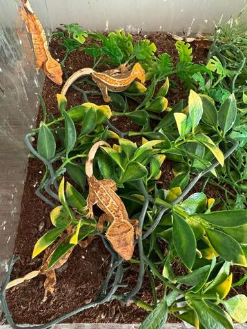 Wimpergekko’s 5x gekko 1x man 4x vrouw beschikbaar voor biedingen