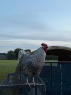 Agressieve Noord-Hollandse blauwe haan, Dieren en Toebehoren, Pluimvee, Mannelijk, Kip