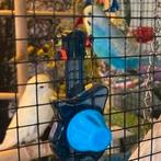 Jong koppel grasparkieten, Meerdere dieren, Parkiet, Geringd