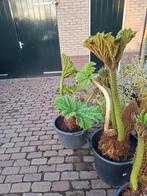 gunnera manicata, Vaste plant, Halfschaduw, Zomer, Ophalen