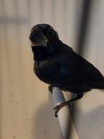 Twatwa x blauwe bisschop ( bergi twa), Mannelijk