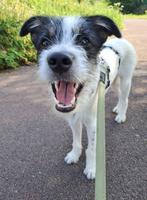 Garry 8 mnd. Aanhankelijk, vrolijk, speels, cats,dogs, Dieren en Toebehoren, Honden | Niet-rashonden, Rabiës (hondsdolheid), 15 weken tot 1 jaar