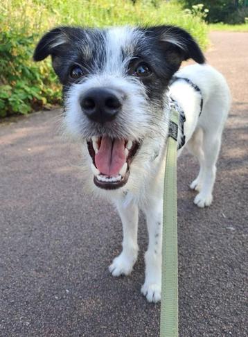 Garry 8 mnd. Aanhankelijk, vrolijk, speels, cats,dogs beschikbaar voor biedingen