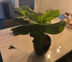 Bananenplant / kamerplant 2x, Ophalen of Verzenden, Overige soorten, Minder dan 100 cm