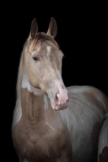 Bloedmooi Champagne bonte merrie beschikbaar voor biedingen