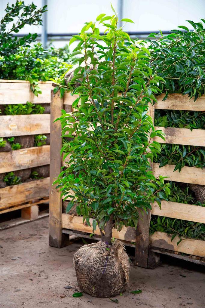 Portugese Laurier (Prunus Lusitanica ‘Angustifolia’), Tuin en Terras, Planten | Struiken en Hagen, Haag, Laurier, 100 tot 250 cm