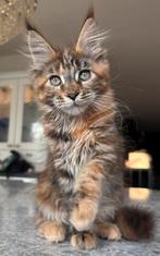 Maine coon kitten met stamboom zoekt een goed tehuis, Dieren en Toebehoren, Katten en Kittens | Raskatten | Langhaar, Meerdere dieren