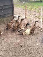 Khaki cambell eenden, Dieren en Toebehoren, Pluimvee, Meerdere dieren, Eend