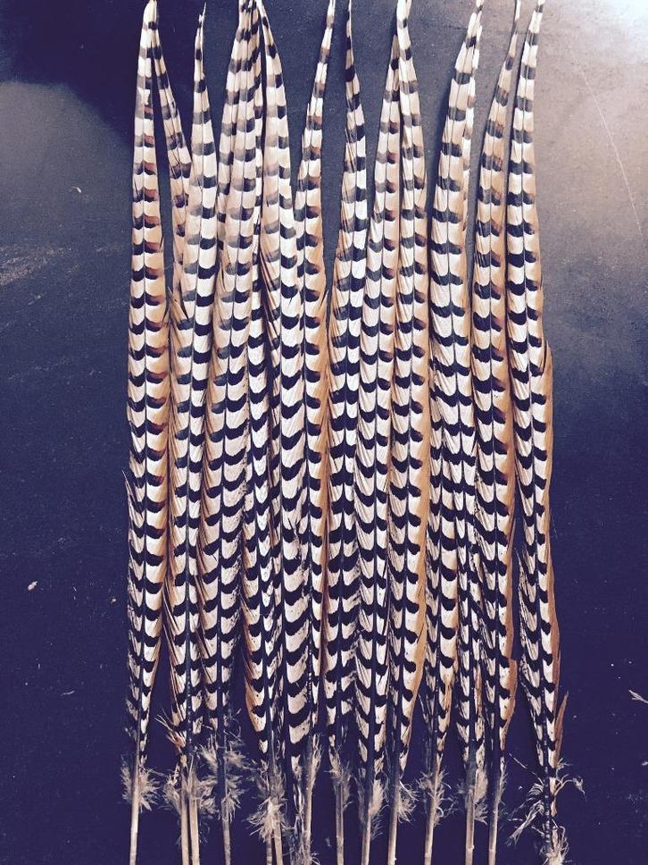 Koning fazant veren carnavalsveren, Kleding | Heren, Carnavalskleding en Feestkleding, Nieuw, Accessoires, Carnaval, Ophalen of Verzenden