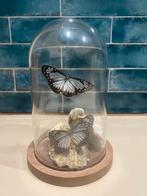 Vlinders en oesters in een stolp, Huis en Inrichting, Ophalen of Verzenden, Nieuw