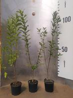 Euonymus Europaeus – Wilde Kardinaalsmuts, Volle zon, Vaste plant, Ophalen of Verzenden, Zomer