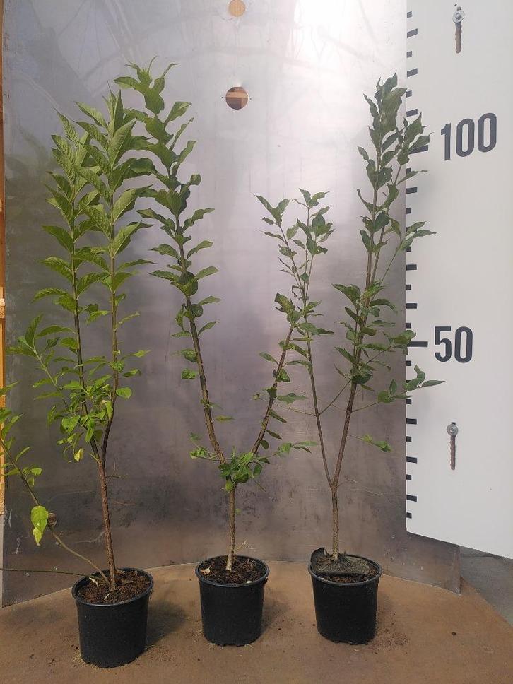 Euonymus Europaeus – Wilde Kardinaalsmuts, Tuin en Terras, Planten | Tuinplanten, Vaste plant, Fruitplanten, Volle zon, Zomer