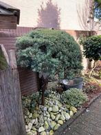 Jeneverbes op stam - sierlijke tuinplant, Bloeit niet, Overige soorten, 100 tot 250 cm, Ophalen