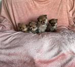 Prachtige pomeriaan pups, Overige rassen, 8 tot 15 weken, Parvo, Meerdere