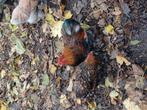 Cochin x, Dieren en Toebehoren, Meerdere dieren, Kip