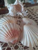 Grote murex schelp en 4 Jacobs schelpen, Verzamelen, Ophalen of Verzenden, Schelp(en)