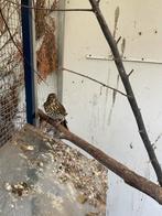 Zanglijster poppen, Dieren en Toebehoren, Vogels | Overige Vogels