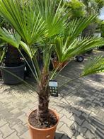 Palmboom in pot trachycarpus wagnerianus 40cm, Tuin en Terras, Overige soorten, Minder dan 100 cm, Struik, Ophalen