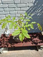 Walnoot, Ophalen, Minder dan 100 cm, Zomer