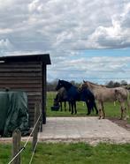 Te huur Super mooie natuur plek voor paarden weland te huur, Dieren en Toebehoren, Stalling en Weidegang, Weidegang, 2 of 3 paarden of pony's