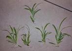 5 stekjes graslelie plant, Overige soorten, Minder dan 100 cm, Halfschaduw, Ophalen