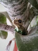 3D Geprinte Flexibele Gekko, Ophalen of Verzenden, Nieuw