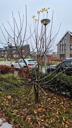 Gezonde Jonagold appelboom (Flevosap), Herfst, Halfschaduw, 100 tot 250 cm, Overige soorten