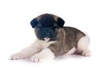 Amerikaanse Akita Puppies van Topklasse – Reserveren kan nu!, Dieren en Toebehoren, Honden | Poolhonden, Keeshonden en Oertypen