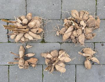 Oud ras Dahlia kleur midden-rood (5 stuks) beschikbaar voor biedingen