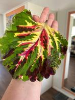 Coleus Kong Mozaik in pot, Overige soorten, Ophalen of Verzenden, In pot, Minder dan 100 cm