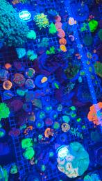 Koraal stekken voor zeeaquarium, Dieren en Toebehoren, Vissen | Aquariumvissen, Overige typen, Zoutwatervis