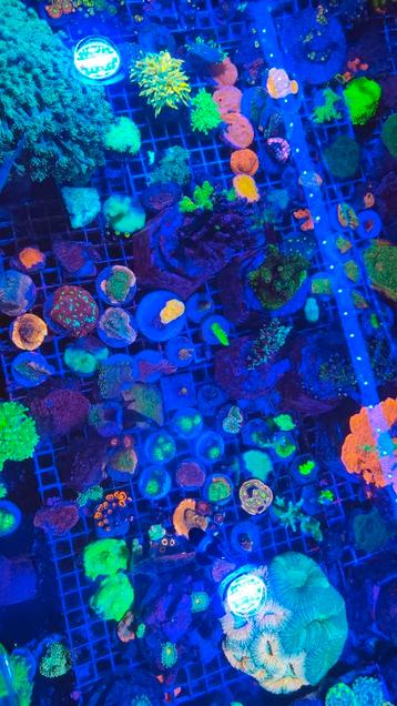Koraal stekken voor zeeaquarium  beschikbaar voor biedingen
