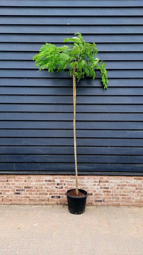 Albizia julibrissin slaapboom 🌿🌺, Tuin en Terras, Planten | Bomen, Volle zon, Ophalen