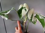 Monstera white Alba, Huis en Inrichting, Kamerplanten, Ophalen of Verzenden, In pot, Halfschaduw, Minder dan 100 cm